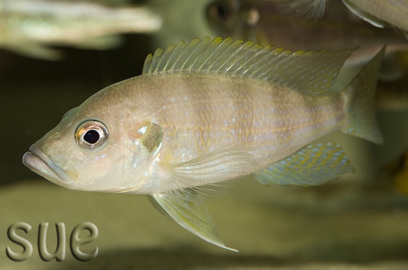 Greenwoodochromis christyi 'Cape Chaitika'